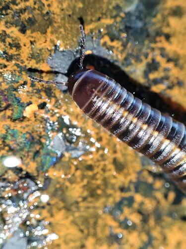 Millipede macro